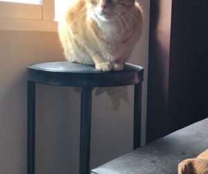 Luis