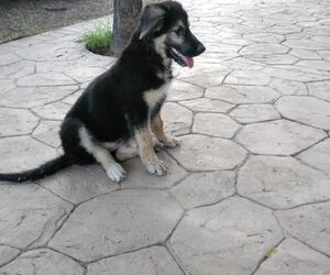 Manoli
