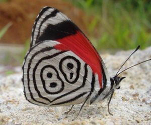 maria inmacula