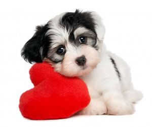 Romantica