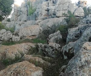 Marini