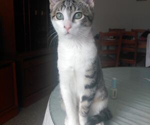 Arwen