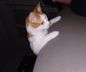 isabel
