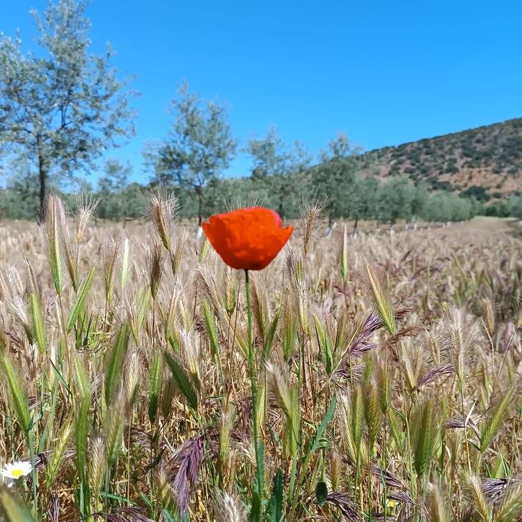 Foto de perfil de Isabhel