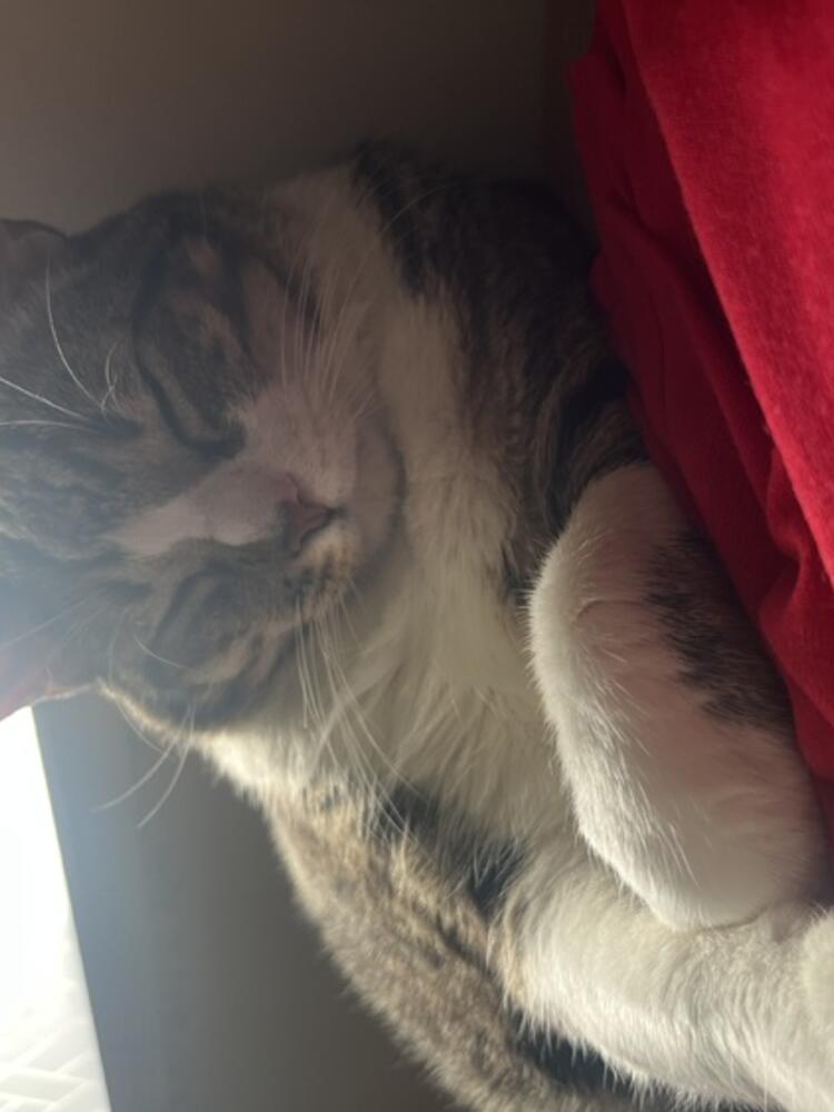 Foto de perfil de rafaela