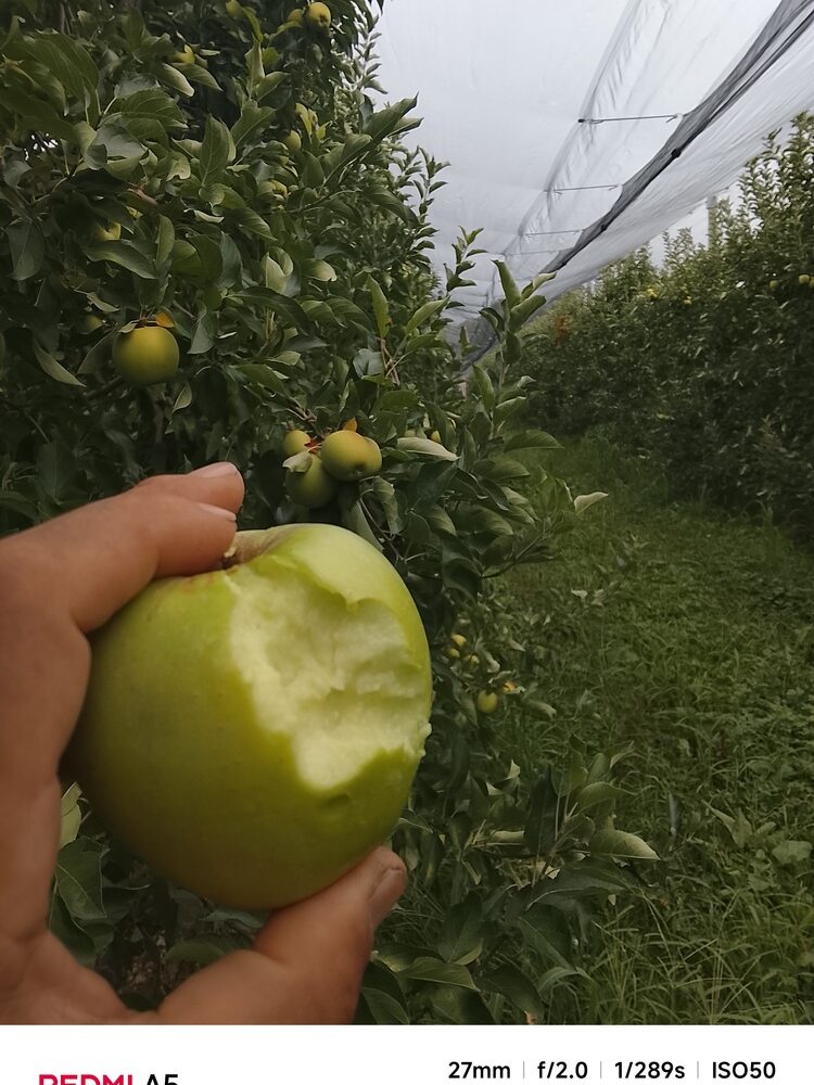 Foto de perfil de Nor Meh